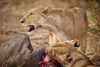 Lions eat buffalo