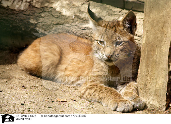 junger Luchs / young lynx / AVD-01376