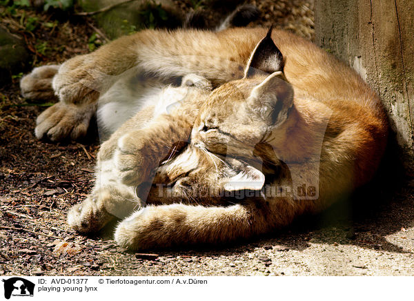 spielende Luchsbabys / playing young lynx / AVD-01377