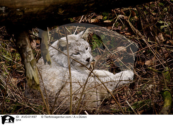 Europischer Luchs / lynx / AVD-01497