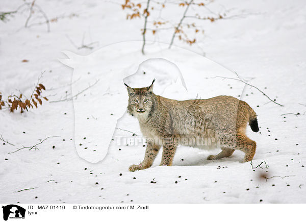 Luchs / lynx / MAZ-01410