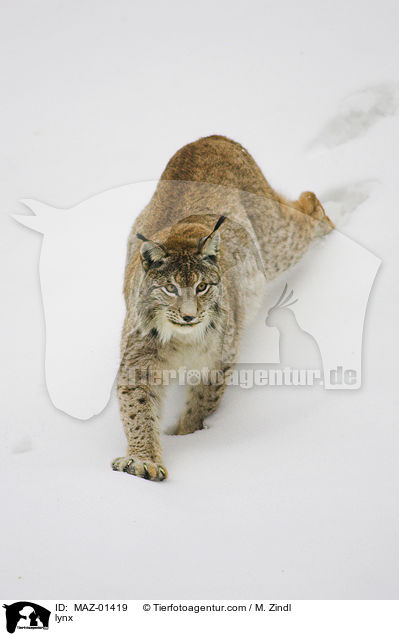 Luchs / lynx / MAZ-01419