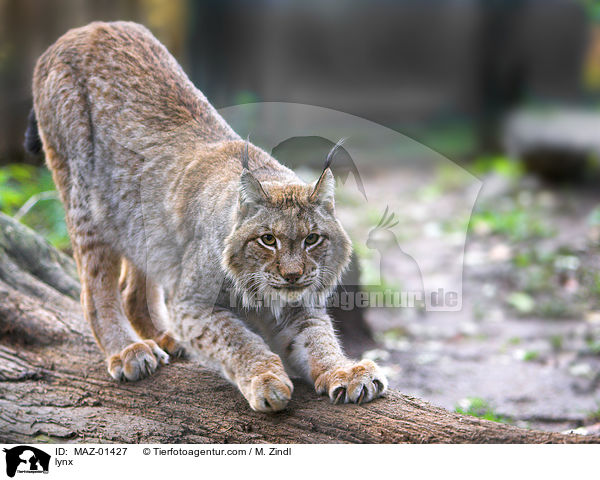 Luchs / lynx / MAZ-01427