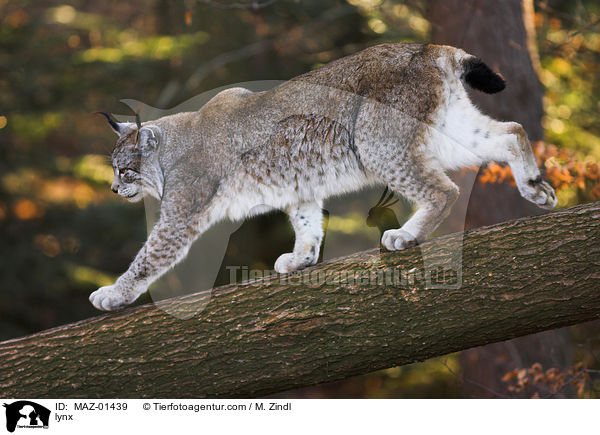 Luchs / lynx / MAZ-01439