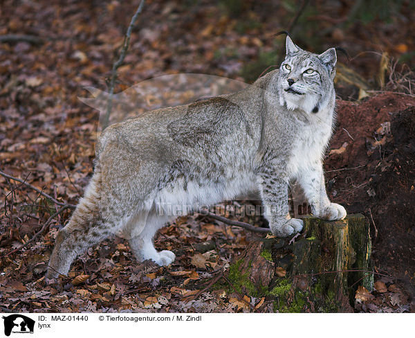 Luchs / lynx / MAZ-01440