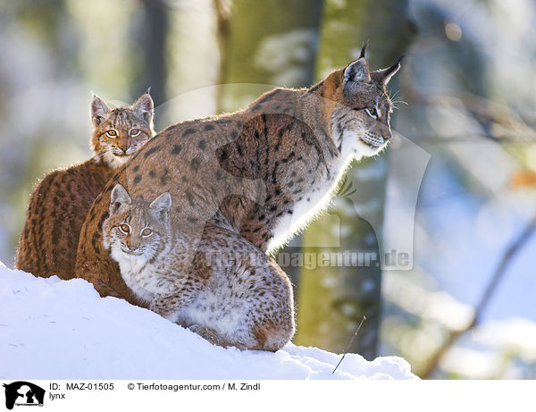 Luchs / lynx / MAZ-01505