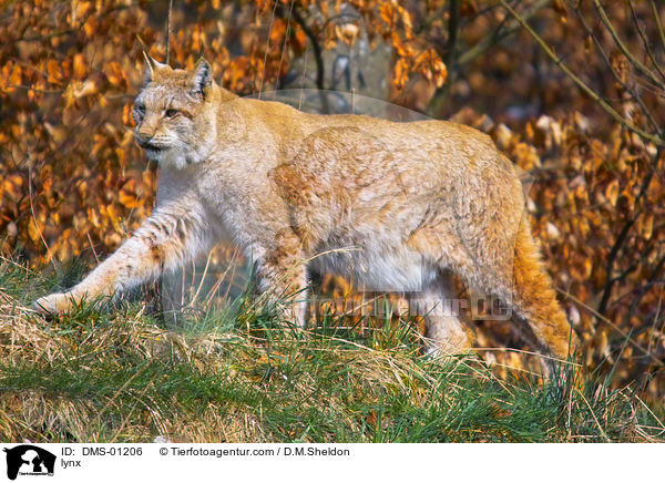 Luchs / lynx / DMS-01206