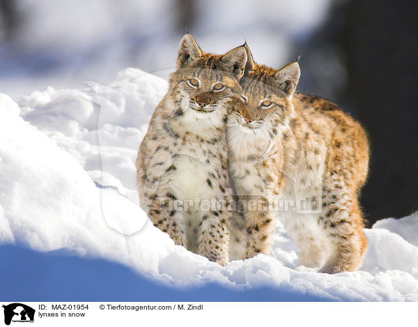 lynxes in snow / MAZ-01954