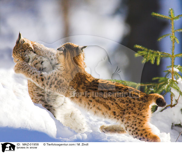 lynxes in snow / MAZ-01958