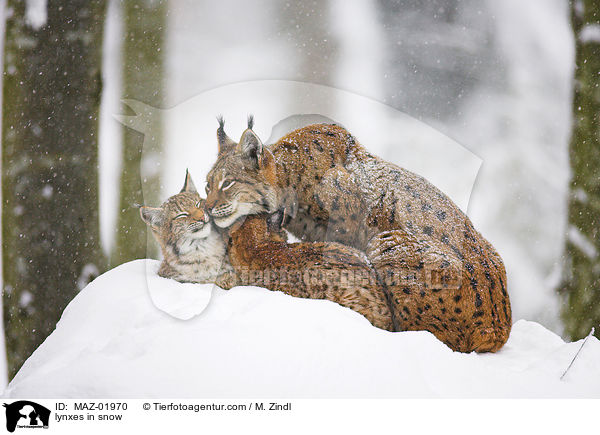 Luchse im Schnee / lynxes in snow / MAZ-01970