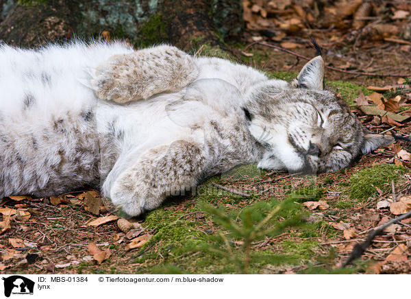 Luchs / lynx / MBS-01384