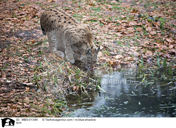 Luchs / lynx / MBS-01396