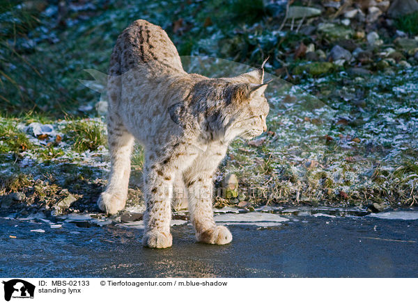 stehender Luchs / standing lynx / MBS-02133