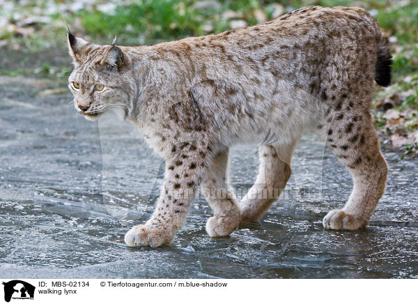 gehender Luchs / walking lynx / MBS-02134