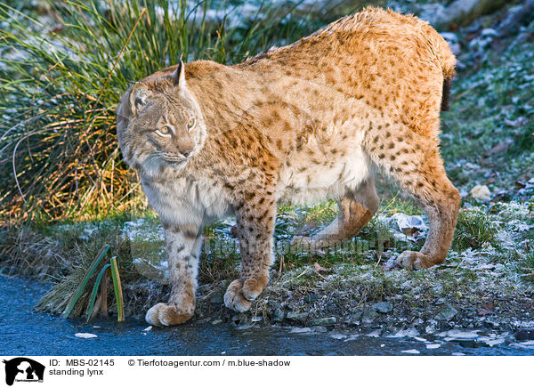 stehender Luchs / standing lynx / MBS-02145