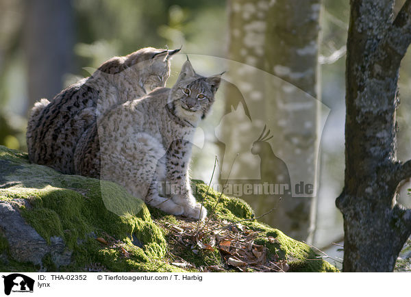 Luchse / lynx / THA-02352