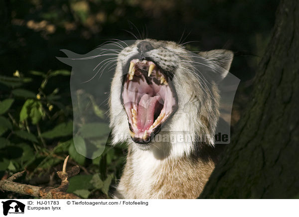 Europischer Luchs / European lynx / HJ-01783