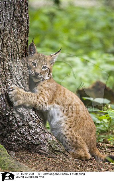 junger Europischer Luchs / young European lynx / HJ-01790