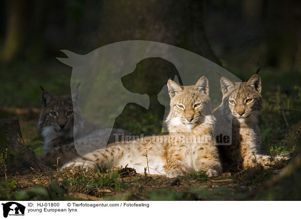 junge Europische Luchse / young European lynx / HJ-01800