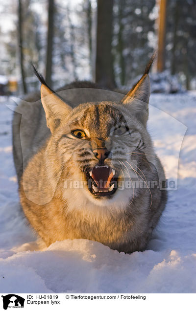 Europischer Luchs / European lynx / HJ-01819