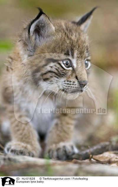 Luchsbaby / European lynx baby / HJ-01828