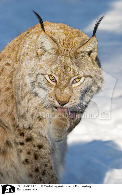 Europischer Luchs / European lynx / HJ-01845