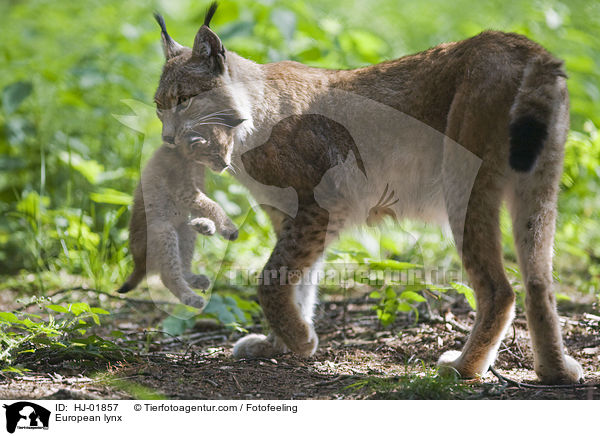 Europische Luchse / European lynx / HJ-01857