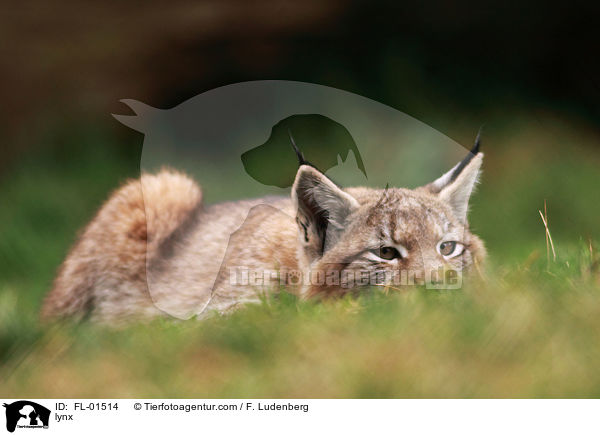 Luchs / lynx / FL-01514