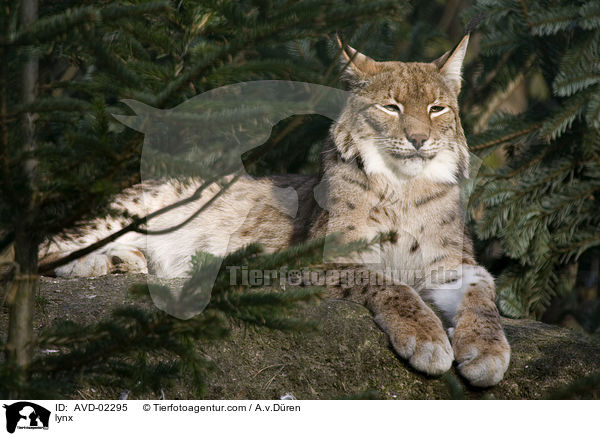 Luchs / lynx / AVD-02295