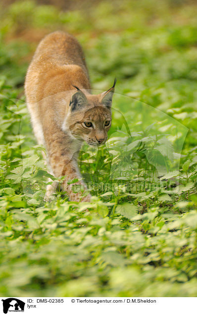 Luchs / lynx / DMS-02385