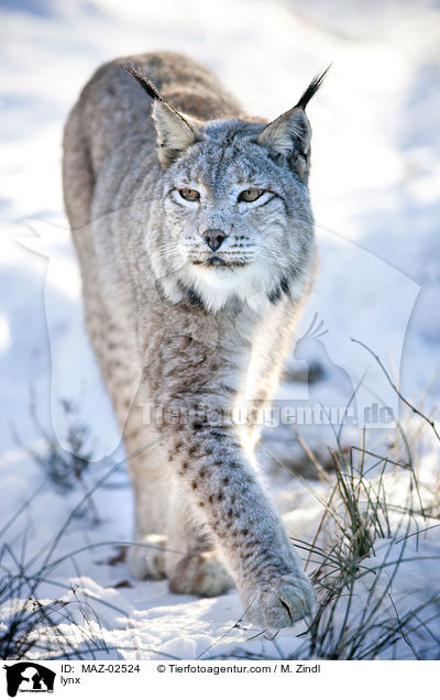 Luchs / lynx / MAZ-02524