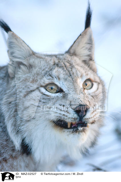 Luchs / lynx / MAZ-02527