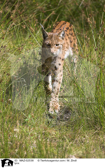 Luchs / lynx / MAZ-02538