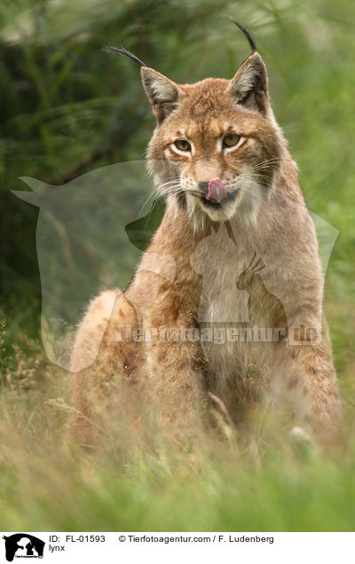 Luchs / lynx / FL-01593