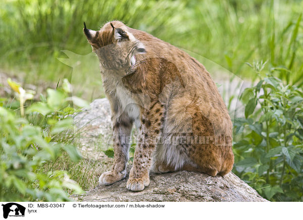 Luchs / lynx / MBS-03047