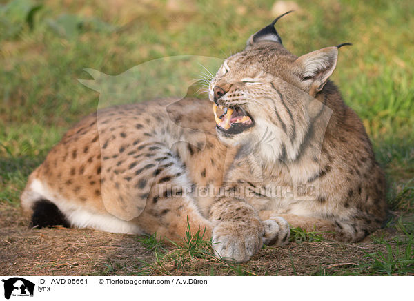 Luchs / lynx / AVD-05661