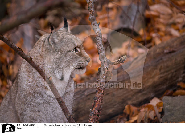 Luchs / lynx / AVD-06165