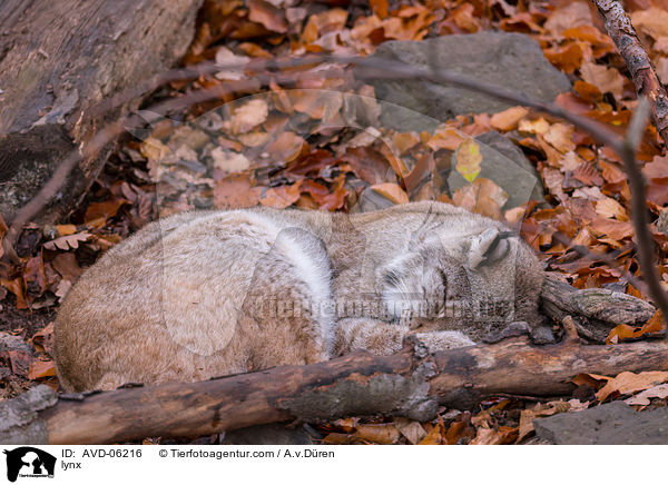 Luchs / lynx / AVD-06216