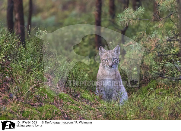 sitzender junger Luchs / sitting young Lynx / PW-01563