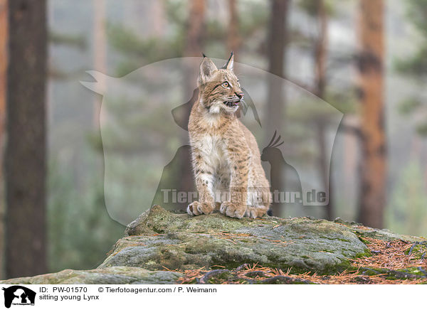 sitzender junger Luchs / sitting young Lynx / PW-01570