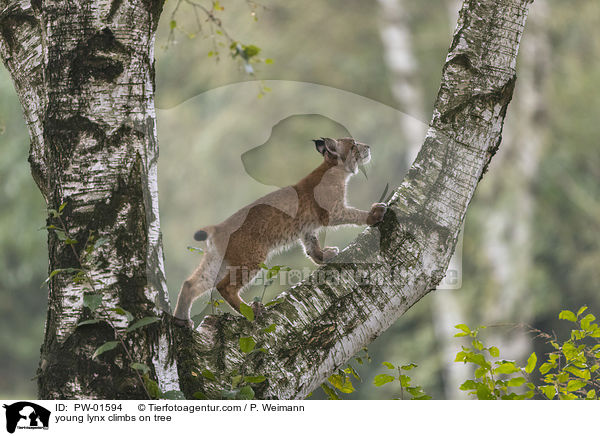 junger Luchs klettert auf Baum / young lynx climbs on tree / PW-01594