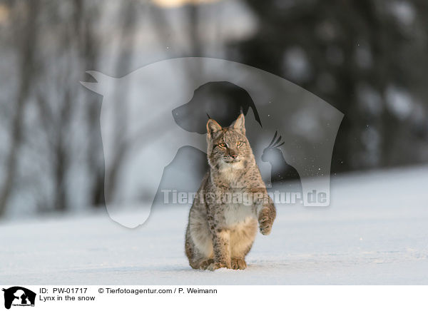 Lynx in the snow / PW-01717