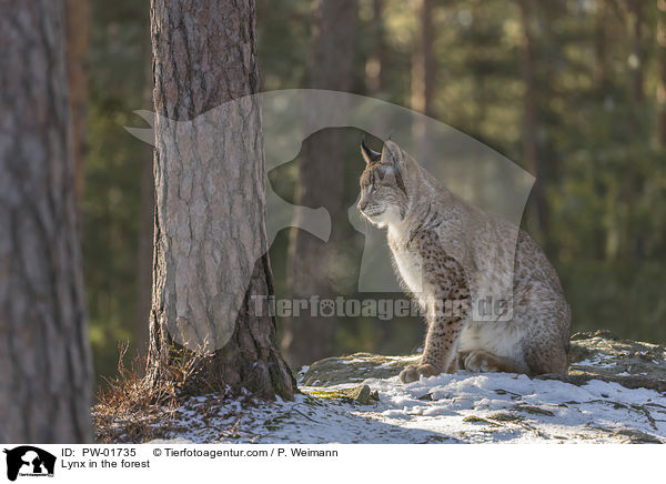 Luchs im Wald / Lynx in the forest / PW-01735