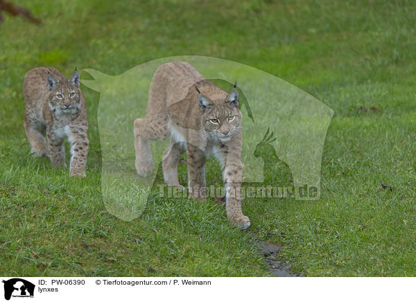 Luchse / lynxes / PW-06390