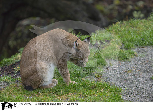 Luchs / lynx / PW-06408