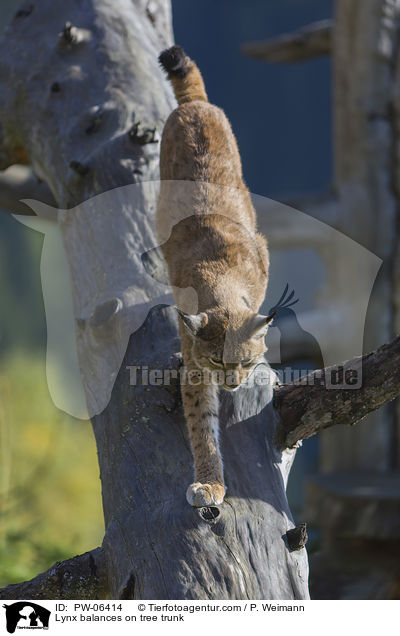 Luchs balanciert auf Baumstamm / Lynx balances on tree trunk / PW-06414