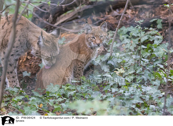 Luchse / lynxes / PW-06424