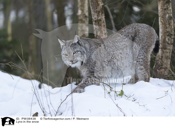 Luchs im Schnee / Lynx in the snow / PW-06438