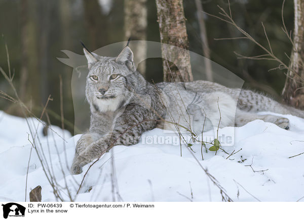 Luchs im Schnee / Lynx in the snow / PW-06439