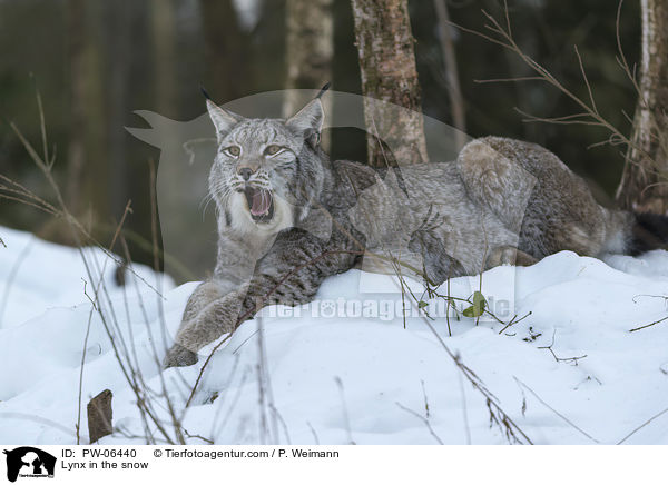 Luchs im Schnee / Lynx in the snow / PW-06440